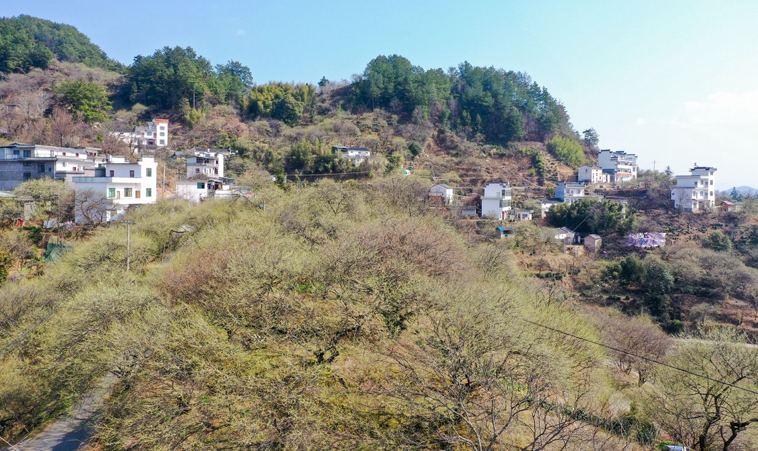 綠梅綻放花枝俏