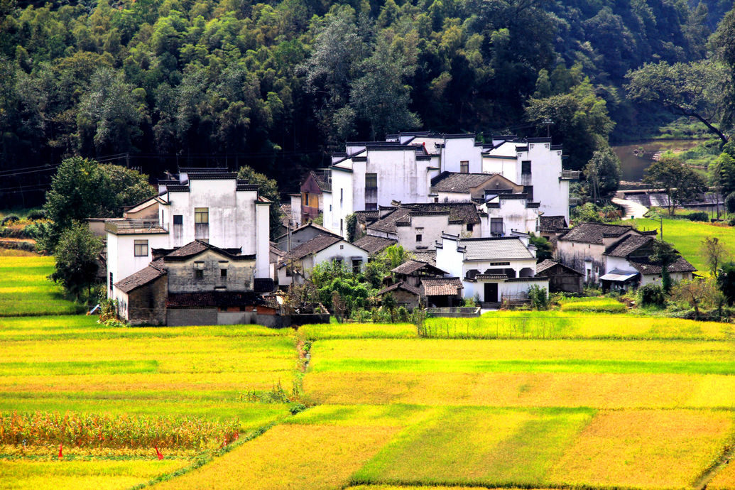 金秋田園美如畫