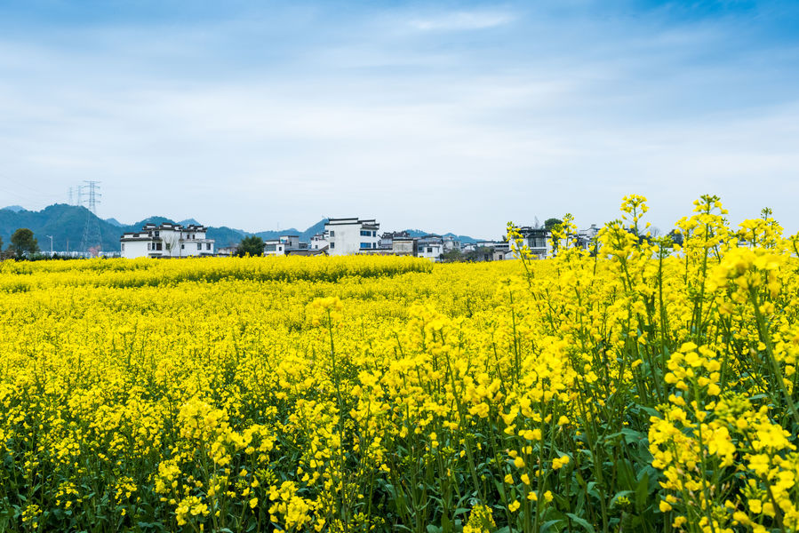 油菜花海遍地金