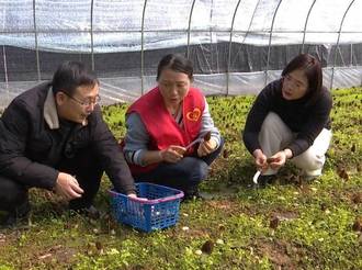 美溪鄉：小小羊肚菌 撐起致富傘