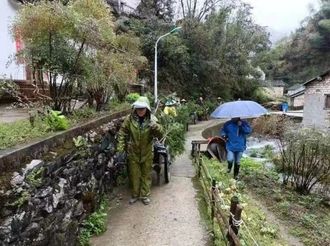 楊村農民栽榧忙