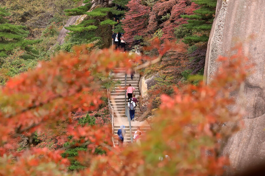 黃山開啟賞秋模式
