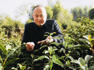陳文亮：打響家鄉(xiāng)茶樹花品牌