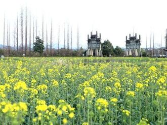 歙縣棠樾村：油菜花引客來打卡