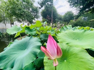 雨中觀荷